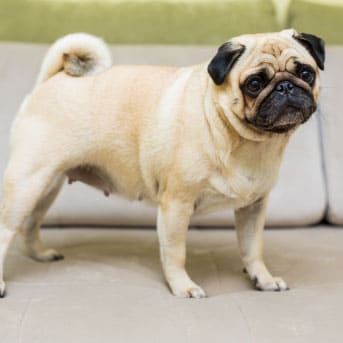 tipos de parásitos intestinales en perros.jpg